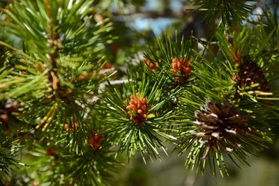 DSC_0185 (Large).JPG